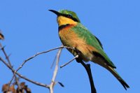 47 - BEE EATER - DISCART CHRIS - belgium